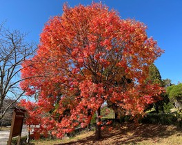 広大な敷地でゆったり紅葉を楽しめる