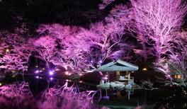 桜とピンク色のライトアップが織りなす、幻想的な世界を堪能できる