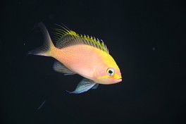 生きた状態では滅多に見られないイッテンサクラダイなど、珍しい深海生物が展示される