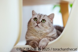 torachanthecat