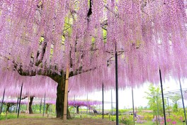 富士山麓から移植した22本の藤の大木を観賞できる