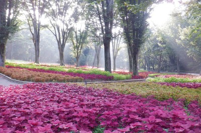 花 見ごろ 国営武蔵丘陵森林公園 コリウス 埼玉県 の情報 ウォーカープラス
