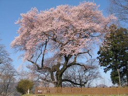 樹齢400年とも言われる御殿桜が美しく咲き乱れる