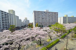 約300本の桜が咲く前谷津川緑道