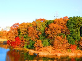 紅葉の時期は、Bゾーンの修景池周辺が特におすすめ