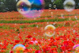 シャボン玉とポピーが彩る花の丘でのイベント