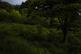 山梨県笛吹市の四ッ沢川砂防公園で行われるホタルの観賞イベント