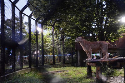 夜の動物園 秋田県 の情報 ウォーカープラス