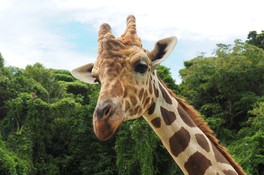 現存する生き物の中で最も首が長いキリン