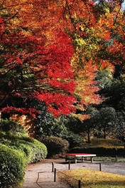 秋の境内を紅葉が彩る