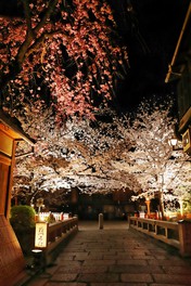 祇園の夜を彩る桜がほのかに輝く
