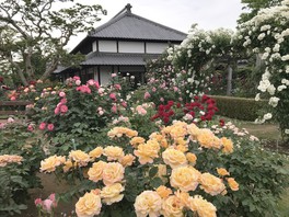 長屋門をくぐると、庭園には色鮮やかなバラが咲き誇る