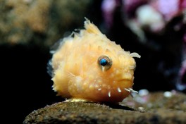 団子のように丸いフォルムがかわいらしいダンゴウオ科のナメダンゴを観察できる