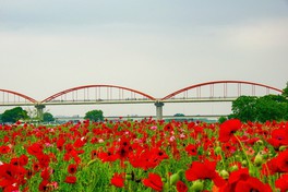 水管橋を背景に花畑が広がる※画像は過去開催のもの