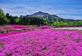 芝桜の植栽面積は関東でも有数の規模を誇る羊山公園芝桜の丘
