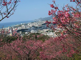 桜に囲まれた高台から名護市街を一望できる