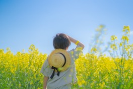 立ち入り可能な菜の花畑の特設会場が開放される