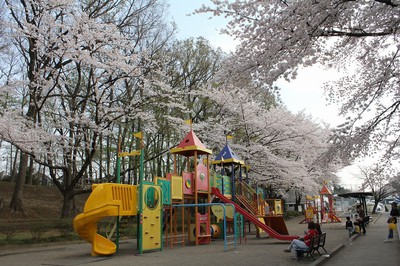 北本市子供公園の桜 埼玉県 の情報 ウォーカープラス
