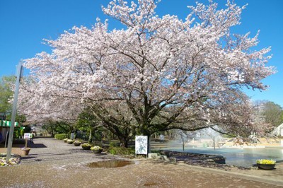 さくらまつり ふなばしアンデルセン公園 千葉県 の情報 ウォーカープラス