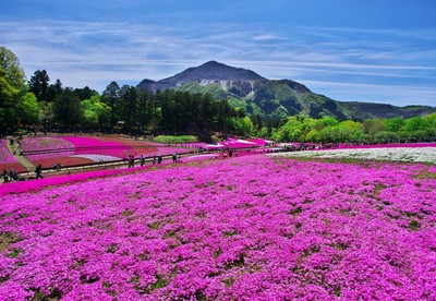 芝桜の植栽面積は関東でも有数の規模を誇る羊山公園芝桜の丘