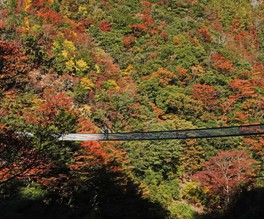 梅の木轟公園吊橋