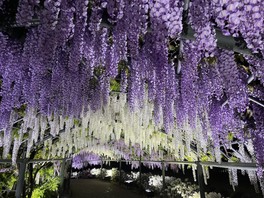 色とりどりの藤が美しく咲き誇る