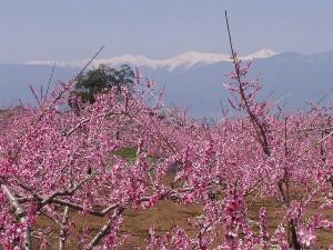 浅間園 桃の花まつり22 山梨県 の情報 ウォーカープラス