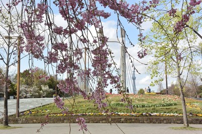 都立木場公園の桜