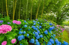 梅雨の時期に青やピンクの綺麗な花を咲かせるアジサイ