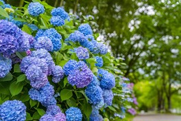 6月下旬から7月上旬にかけて色鮮やかな花を咲かせるアジサイ