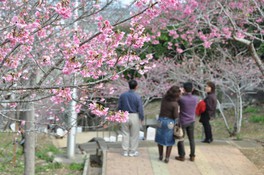 約500本の緋寒桜の濃いピンク色が美しい