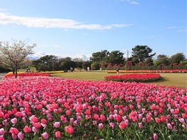 7万本のチューリップが咲き誇る