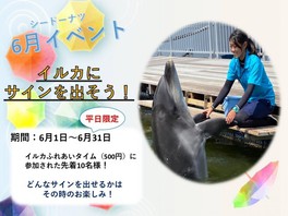 alohawind クジラの看板 特大-