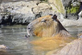 露天風呂に浸かるカピバラ