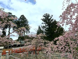 「福聚桜」以外にも多種の桜が楽しめる