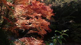 清流の流れが、木々の紅葉をより際立てる