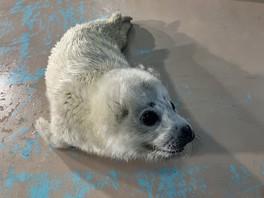 新生児から幼獣の成長過程で換毛するゴマフアザラシ
