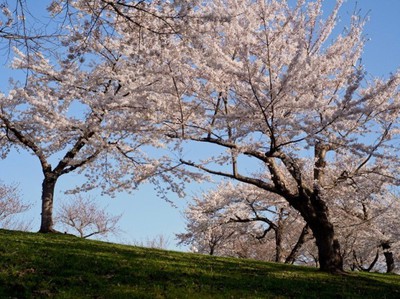 桜 見ごろ 八郎沼公園 北海道 の情報 ウォーカープラス