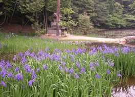 岐阜県の花 自然情報一覧 7件 ウォーカープラス