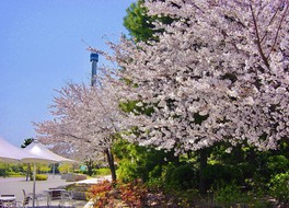 八景島を彩る桜