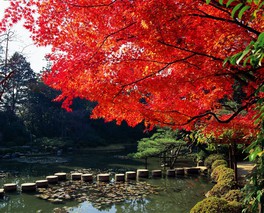 晩秋の光に照らされる真っ赤なモミジと静かな庭園の一角