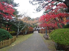歴史的建物を彩る赤もみじの小径