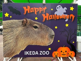 夜の動物やハロウィン仕様のフォトスポット、ハロウィンイベントなどが楽しめる