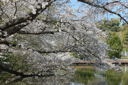 歴史ある光景に満開の桜が趣をそえる