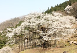 「仙桜」の咲き誇る様子は必見