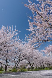 公園内の各所に咲く桜
