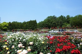県立播磨中央公園「春のばらまつり」