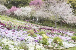 色とりどりの花々が織りなす春の風景美を楽しめる里山ガーデン