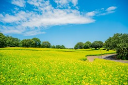 明るくさわやかな色が魅力のレモンブライト400万本が咲き誇る花の丘