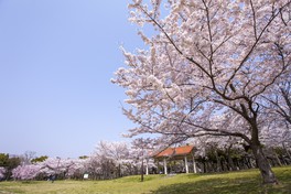 春には約900本の桜が花開く